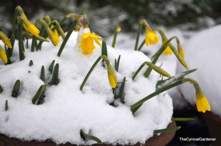 Frozen Daffodils