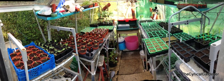A rather fancy Panoramic view of my 6x8 Greenhouse.