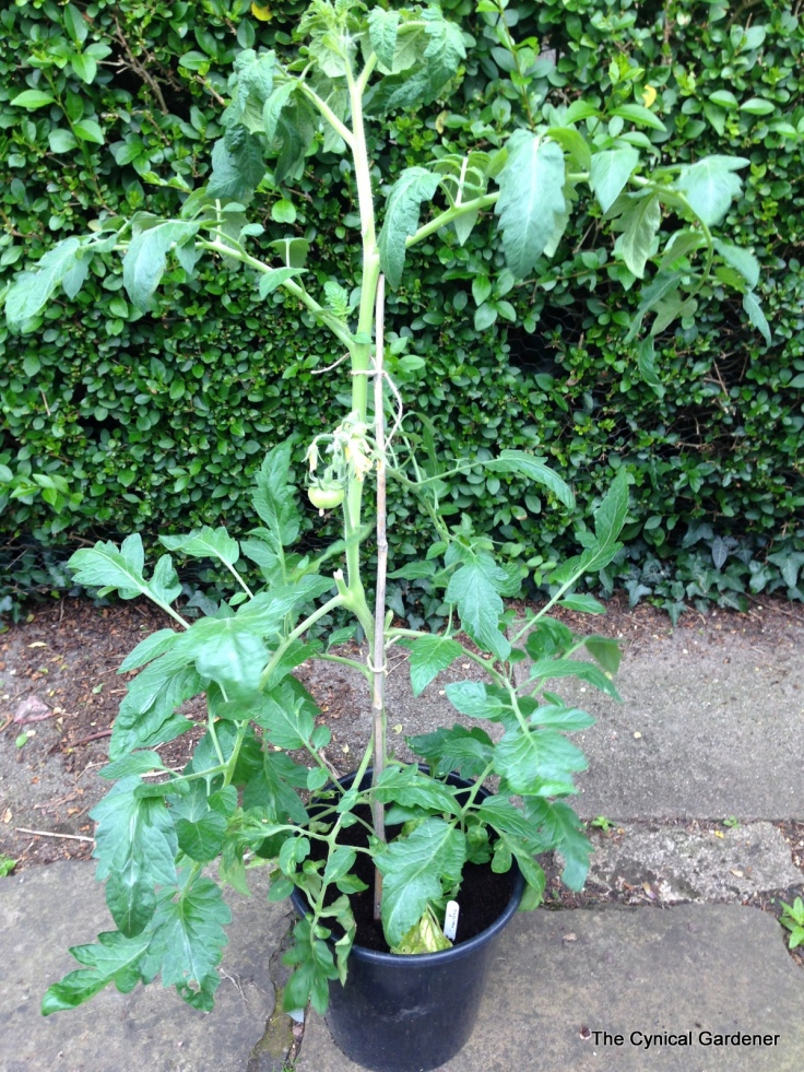 Tomato Plant in final pot.
