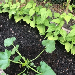 courgette and Climbing Beans